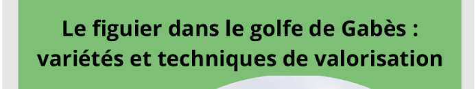 Le figuier dans le golfe de Gabès :variétés et techniques de valorisation