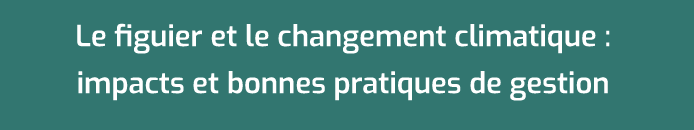 Le figuier et le changement climatique : impacts et bonnes pratiques de gestion